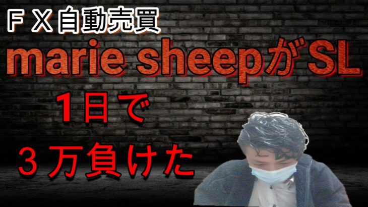 【FX自動売買】marie sheepがSL　1日で3万円負けた